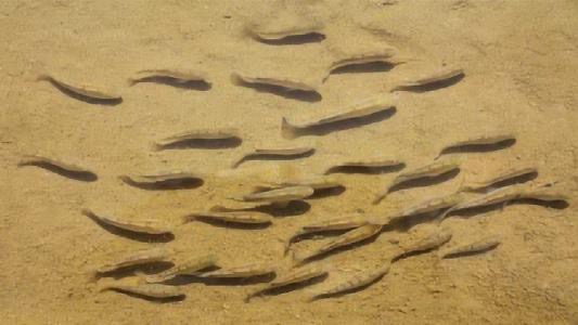 @全球最稀有的鱼，在沙漠生活5万年，如今只剩38条，随时可能灭绝