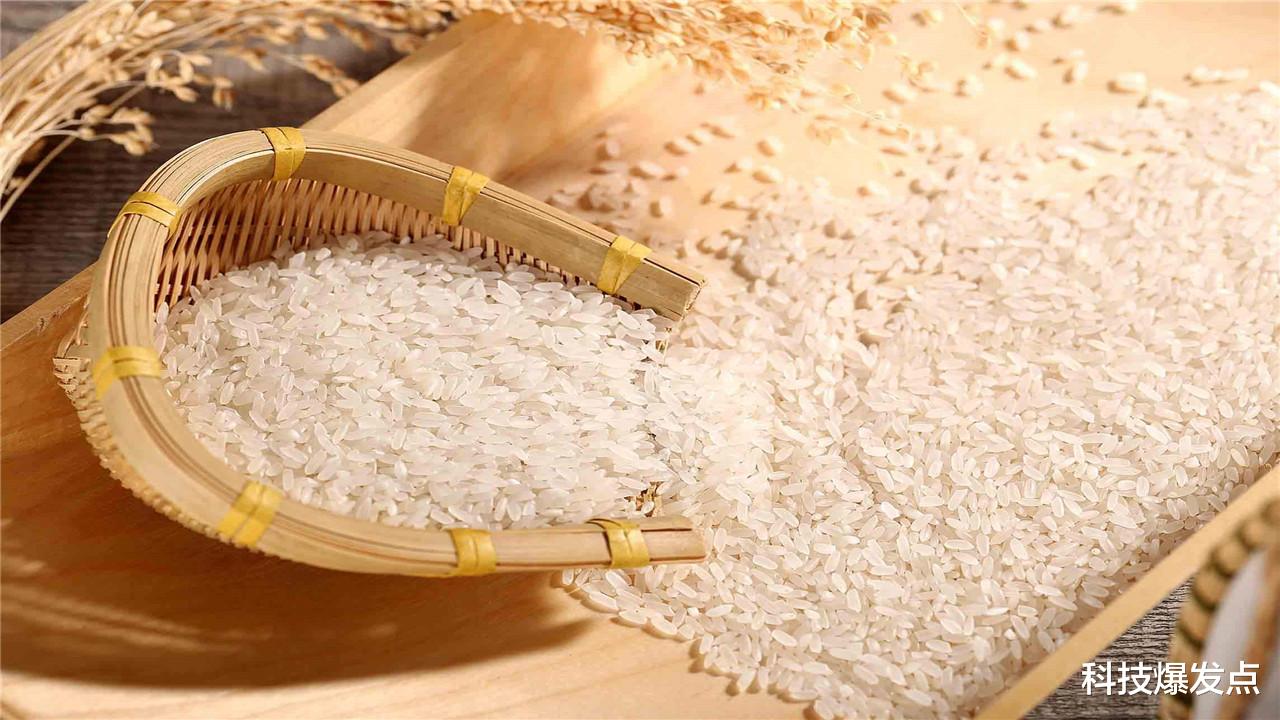 大米|大米中的米象为何会出现，其实人类是它们的打工仔，这是为什么呢？