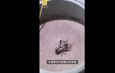 襄阳日报|惊讶！小伙靠捉这个，10年买两套房