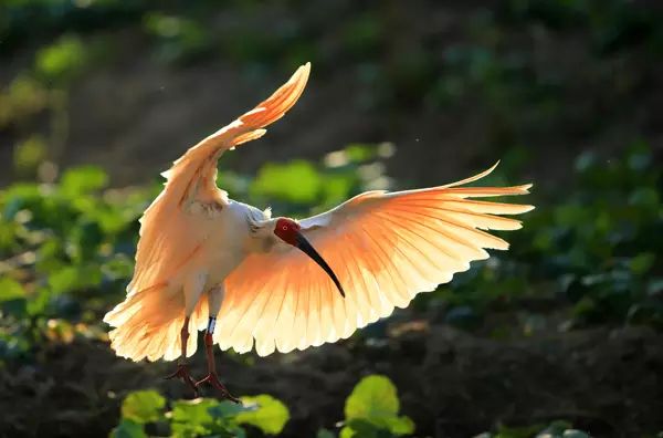 金华发布|国庆涨见识！浙江12种重点珍稀濒危野生动物，你见过几种？快来看看→