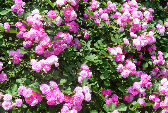 『运势』未来一周，4属相运势如虎添翼，生意兴隆，财库大开，生活风光