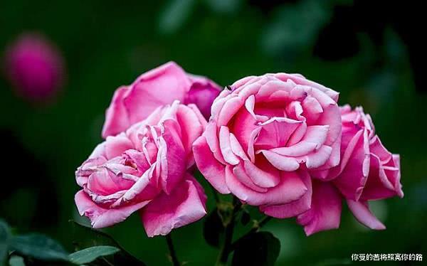 生肖@6月开始吉星庇佑，好运爆棚，喜事连连的生肖