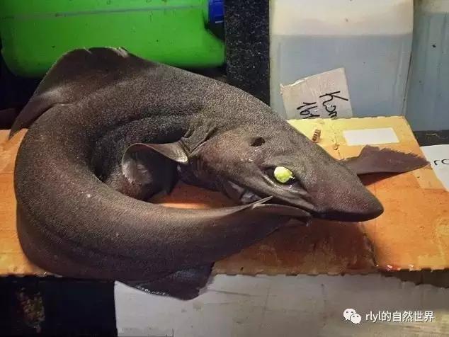 据说有些鱼的长相，全靠想象力！胆小的就不要点进去看了