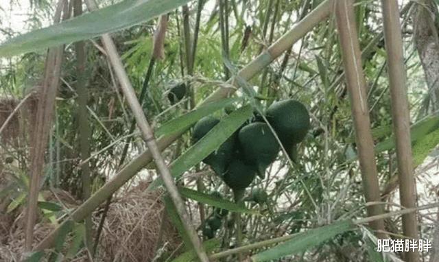 拔罐|“现在的女生穿着罩衣就出门了,这后背不拔罐真的可惜了!”哈哈哈哈~