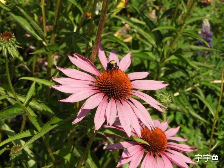 运势|9月开始财气冲天，运势不差，事业一路高歌，人生好命的四大生肖