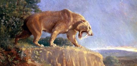 [剑齿虎]刻在基因里的恐惧！曾经吃掉几十万人，人类最后的天敌却无故灭绝