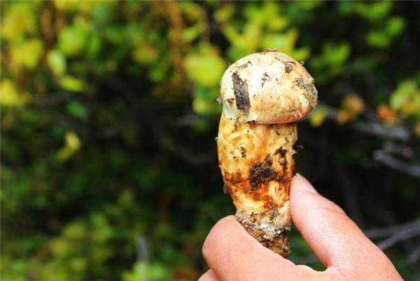 食材|法国有鹅肝，俄罗斯有鱼子酱，日本有和牛，中国有什么顶尖食材？