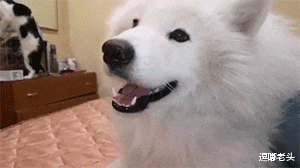 猫咪在捣蛋，萨摩耶看不惯，就向主人告状