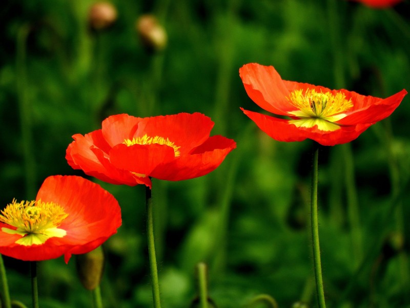 生肖▲下个月内,姻缘旺盛,桃花上身,将迎来情定一生爱情的四大生肖