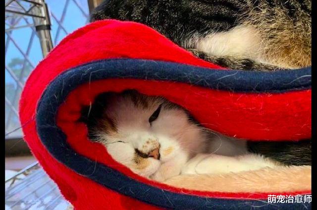 猫咪总喜欢睡在同伴的窝顶上，里面的猫：夹缝中生存，我太难了！