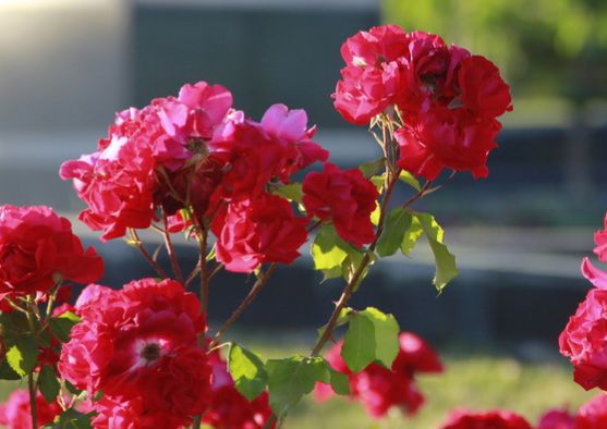 生肖|9月开始，4属相遇贵人提拔，事业顺利，财运滚滚，生活富贵无忧