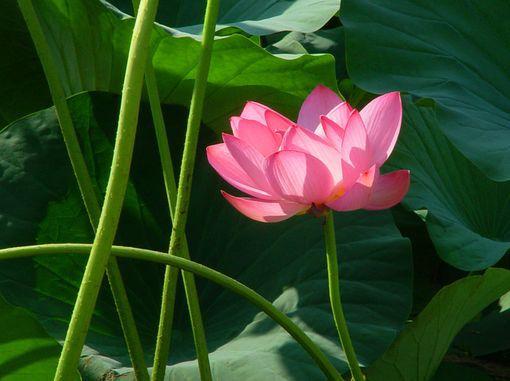 #天蝎座#最有魅力，容易让男人一见倾心的三大星座女