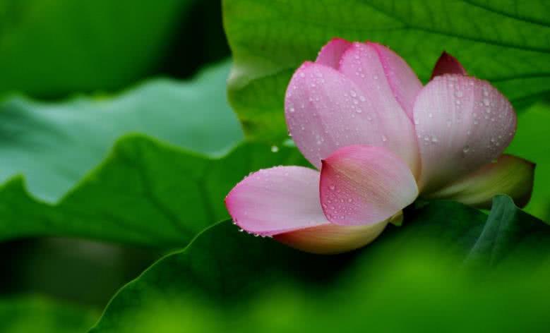 生肖▲6月下旬开始求财顺利,事业风生水起,日子红火的4大生肖