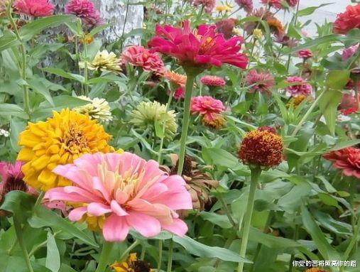 吉星|到了9月，吉星伴身，4属相霉运转鸿运，喜迎财运，生活富贵无忧