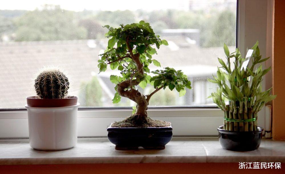 |选择绿萝来除甲醛，可能不是你走错的第一步