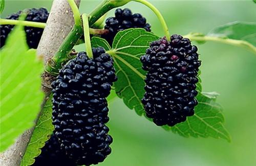 「桑葚」男人年过50，常吃以下这些美食，比抽烟喝酒过瘾，关键还不贵