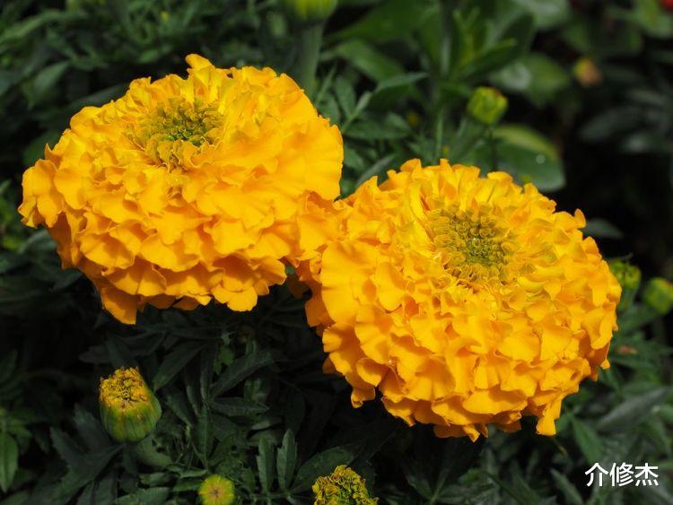 生肖|未来一周,旧情走远,真爱出现,4大生肖敞开心扉,承诺不悔!