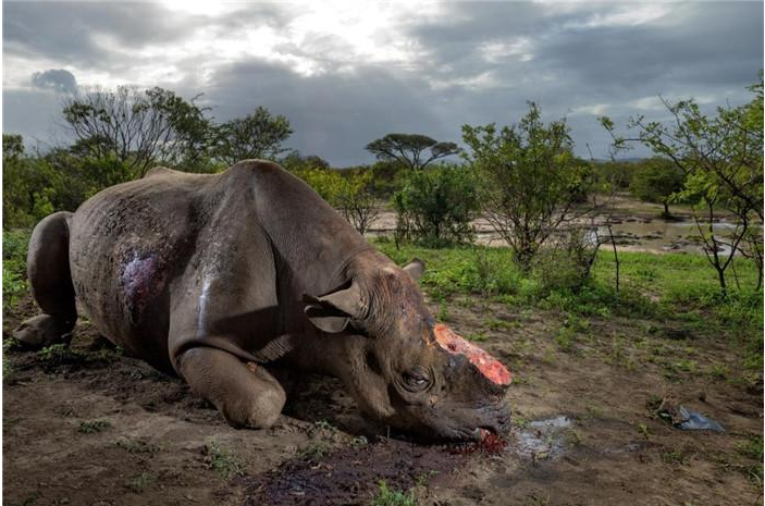 恐龙@恐龙真的消失了吗？科学家将卫星精确到0.1米，在刚果有发现！