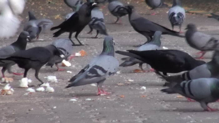 |18种动物事实会让您大吃一惊，因为您从不知道