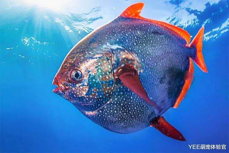 首个被证实的温血鱼，自带加热棒效果，这技能没谁了