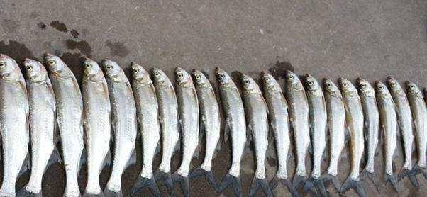 [放生]路亚能钓百斤鱼？你别不信！这种“不择手段”的路亚方式确实可以