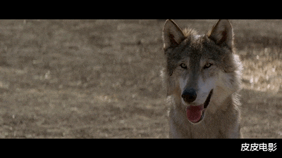 「与狼共舞」片长4小时，票房破20亿！上映时影院爆满，有人宁可站着也要看完