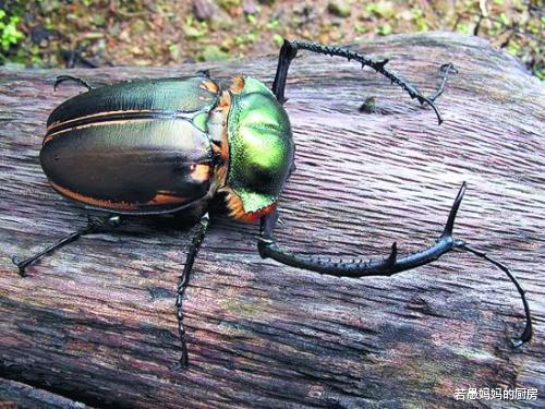 昆虫|世界上最值钱的昆虫排行，冬虫夏草只拍最后，最贵达八万九千美元