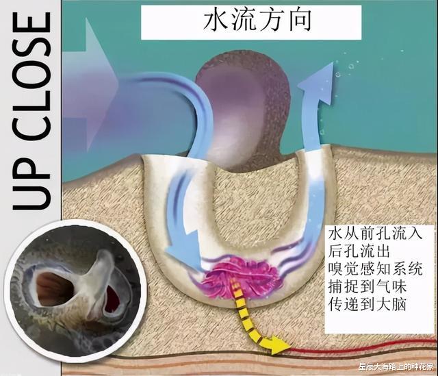 钓鱼|蚯蚓一直在泥土中，都没和鱼见过面，为什么水的中鱼却喜欢吃？