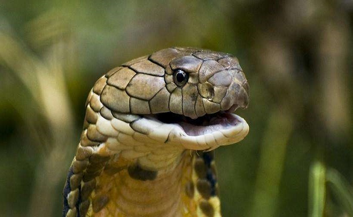 [毒液]地球上什么液体最贵？生命无价，其实最珍贵的液体就在我们身上！