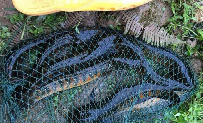 ▲山里钓几条这种鱼谁认识?全身乌黑却不是黑鱼,钓鱼人眼中的最爱