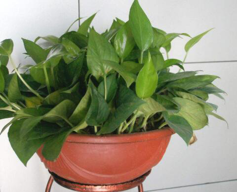 注意:冬季家里暖和不一定是好事,会让甲醛快速释放,致人中毒