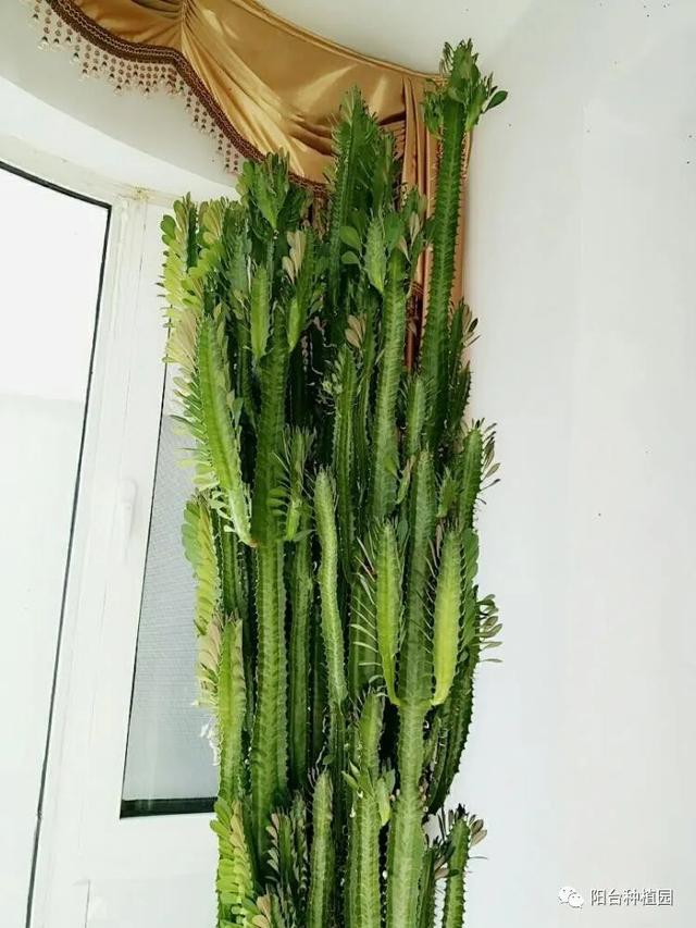 『』家里摆放什么花好？招财-镇宅-霸气十足的三角霸王鞭—龙骨