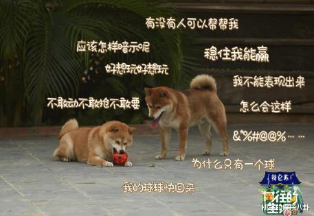 [彭昱畅]《向往的生活》定档，四人跳千手观音只为逗TA，彭彭女友或将现身