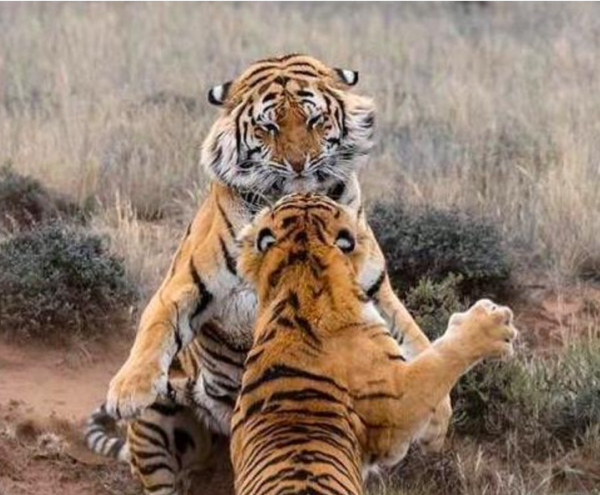 后代|17年过去，我国将稀有的两只东北虎送去非洲繁殖后代，结果成这样