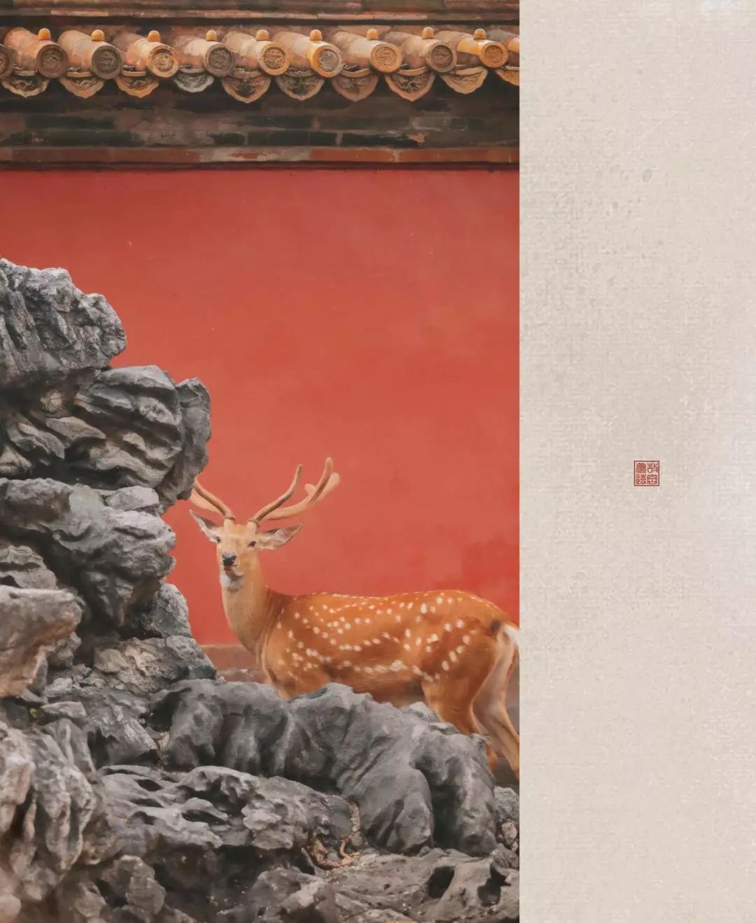 全网爆火的故宫雪景图和猫，是她拍下的。