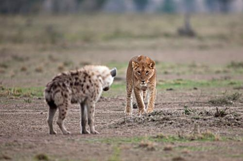 鬣狗|为什么非洲二哥鬣狗在非洲三哥野犬面前无能为力，还容易被反杀？
