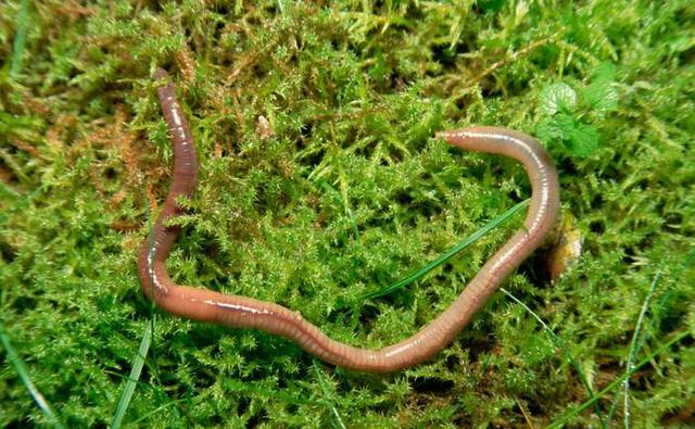 饵料|钓鱼：鱼从未见过蚯蚓，却喜欢吃它，为什么？