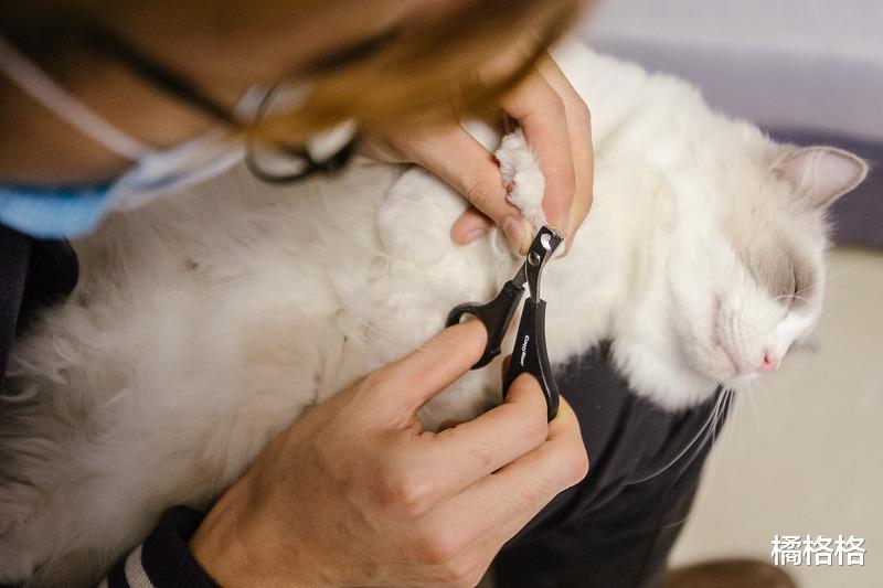 猫虽特立独行，但也可以跟随环境变化改变社交方式