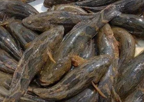 物种入侵■继小龙虾后,我国又一入侵物种遭遇悲惨命运