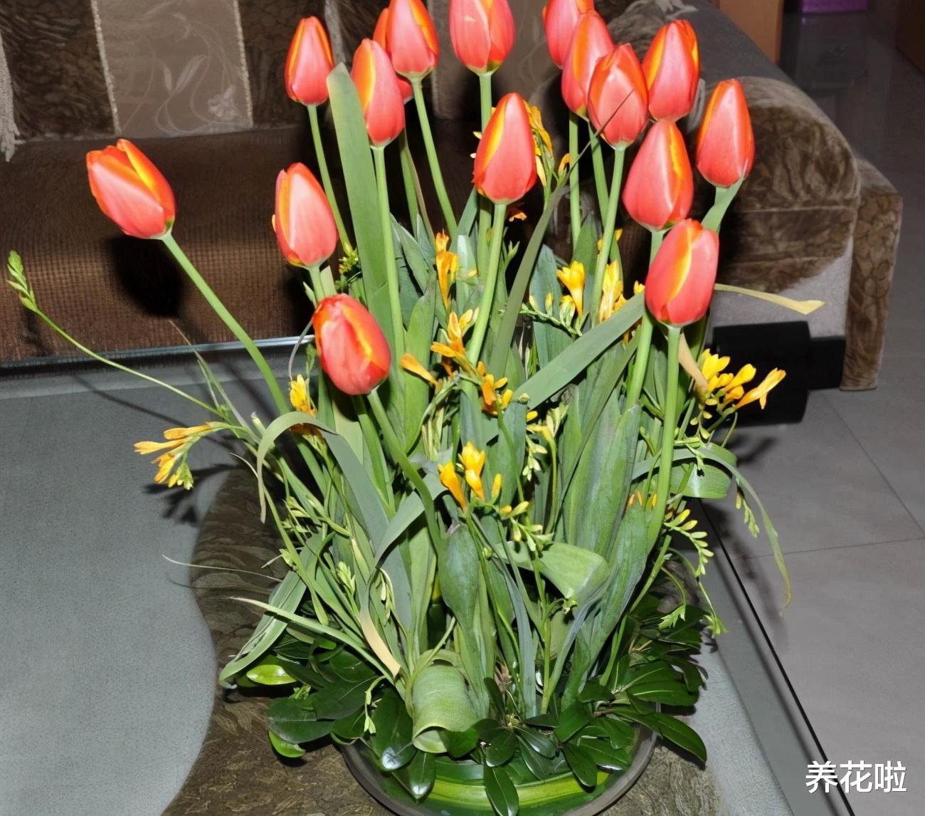 虎刺梅|懂花的人,卧室里不养三种花,是大忌