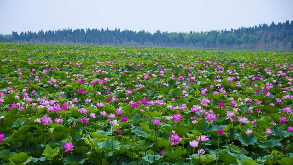 双鱼座■六月末,旧情难舍,再次找回旧爱,余生幸福的四大星座