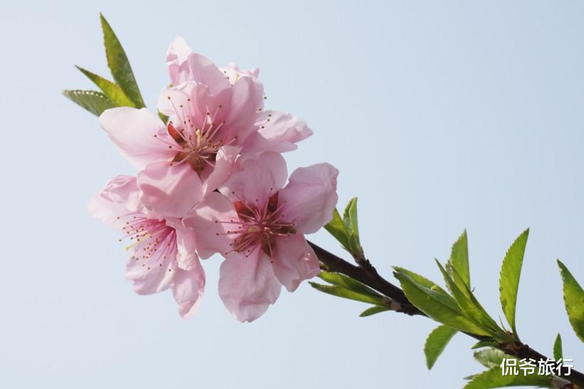 「生肖」7月3号好运挡不住!进入人生上上签的3生肖,正财、偏财追着跑