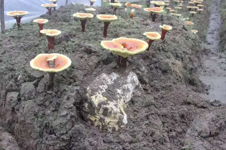 世界卫生组织■锦觅因是花神之女所以能种灵芝，我们怎么种灵芝呢？