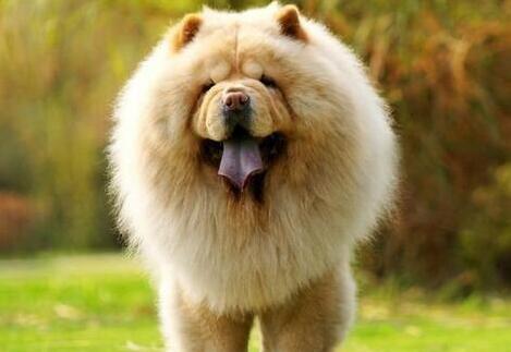 为什么那么多人“讨厌”松狮犬？原因有6个