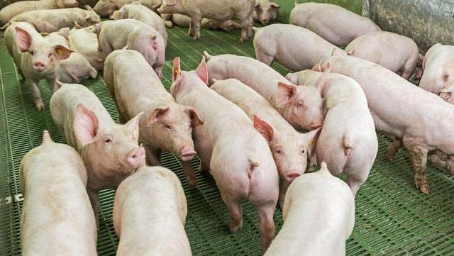 猪肉|猪肉涨到30元一斤，明年能涨到100元2斤吗？看看养猪人咋说的