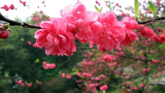 【运势】6月26号，财富盈门，3属相喜事扎堆来，运势最强