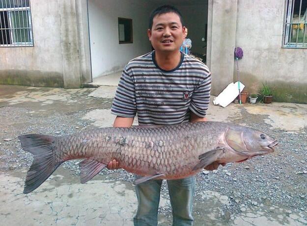 文玩▲能吃出来的文玩，外表像极了玉石，最重要是不花钱