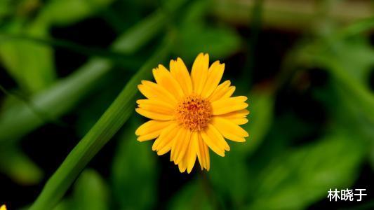 生肖|10月3号桃花开真爱来，4号横财大发特发，5号喜添贵子的生肖