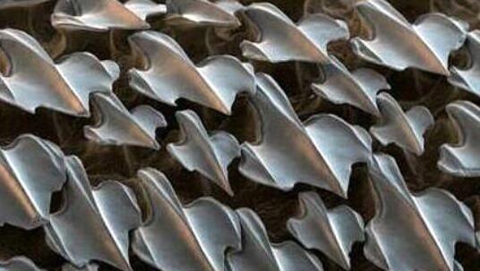 鲸鱼|大型鲸鱼身上基本都有附着物，为何大白鲨身上干干净净？