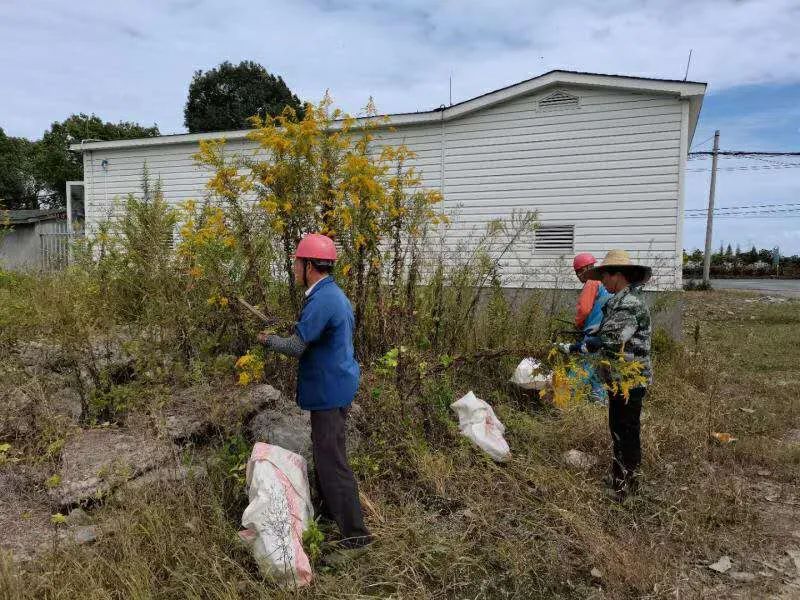 海宁日报|“繁殖这么快，有点吓人”，市民发现海宁这里一大片...急了